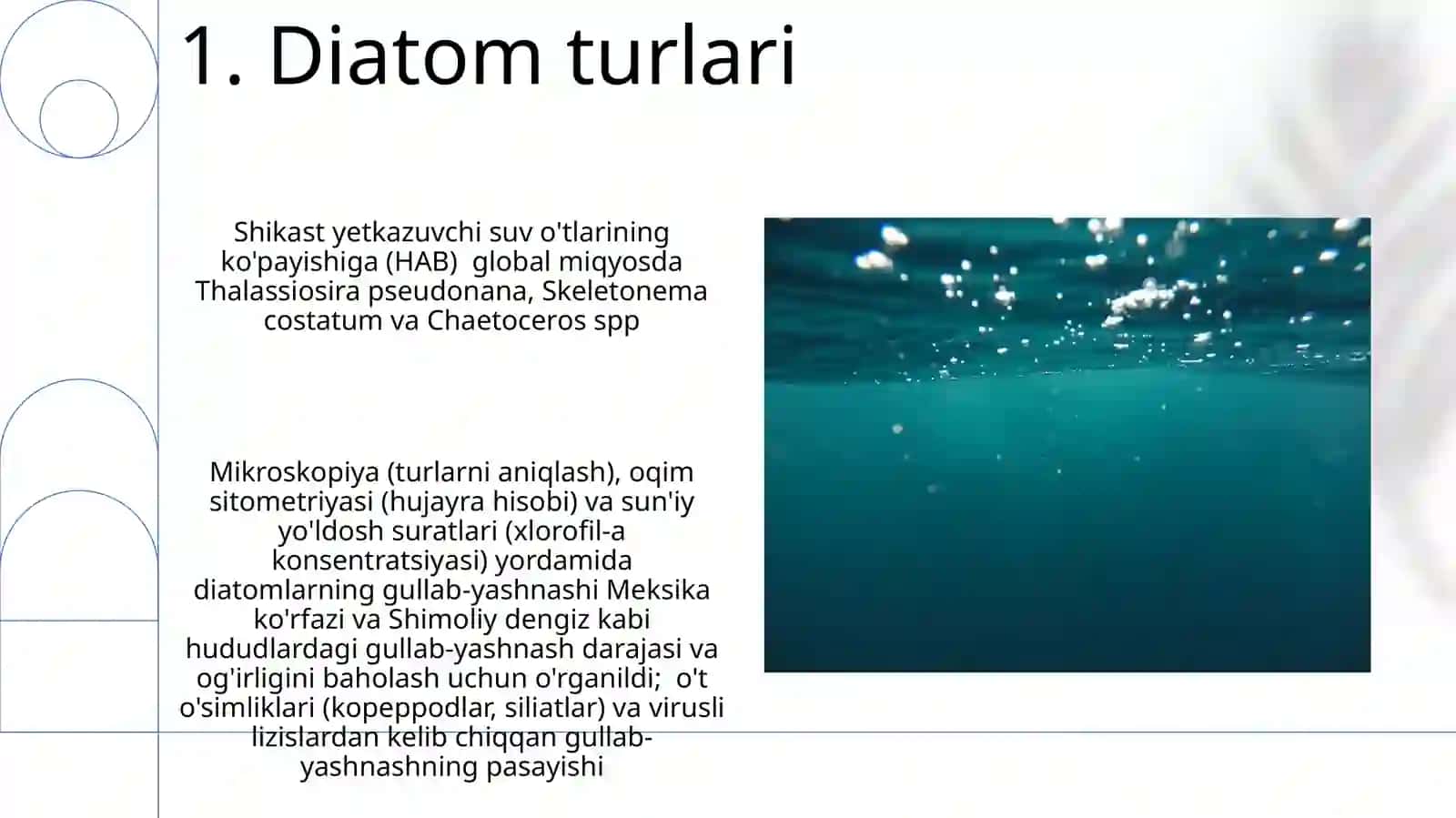 Диатомсувутларбулими 3