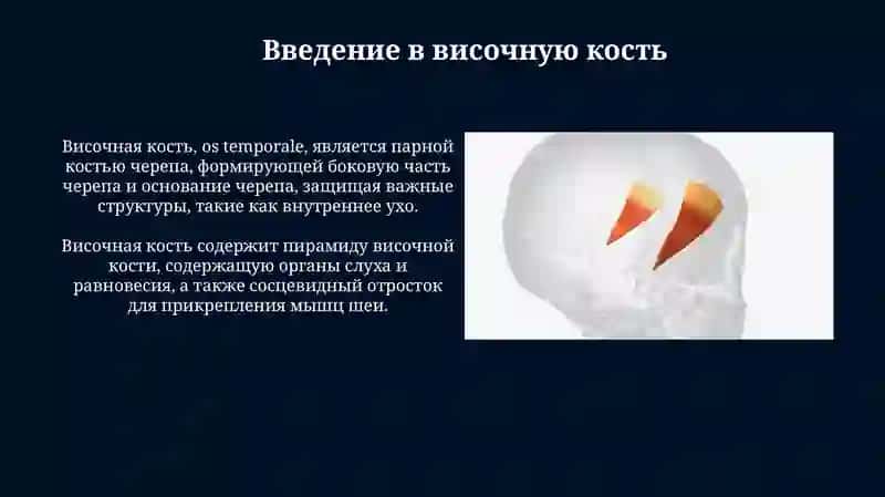 Презентация Височная и Клиновидная кость 3