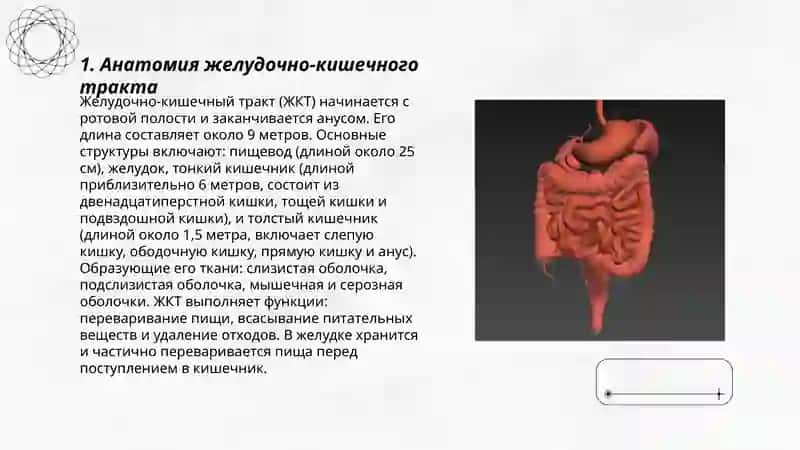 Система пищеварения 3