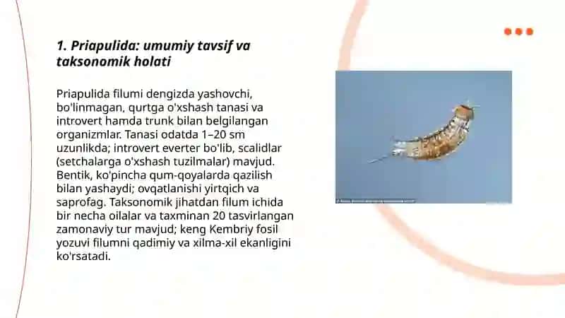 Priapulida, Loricifera va Kinorhyncha by Adhamova Mahliyo 3