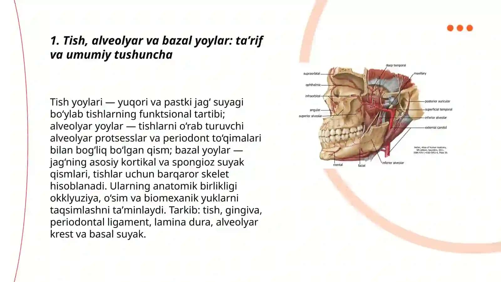 Tish, alveolyar va bazal yoylar 3