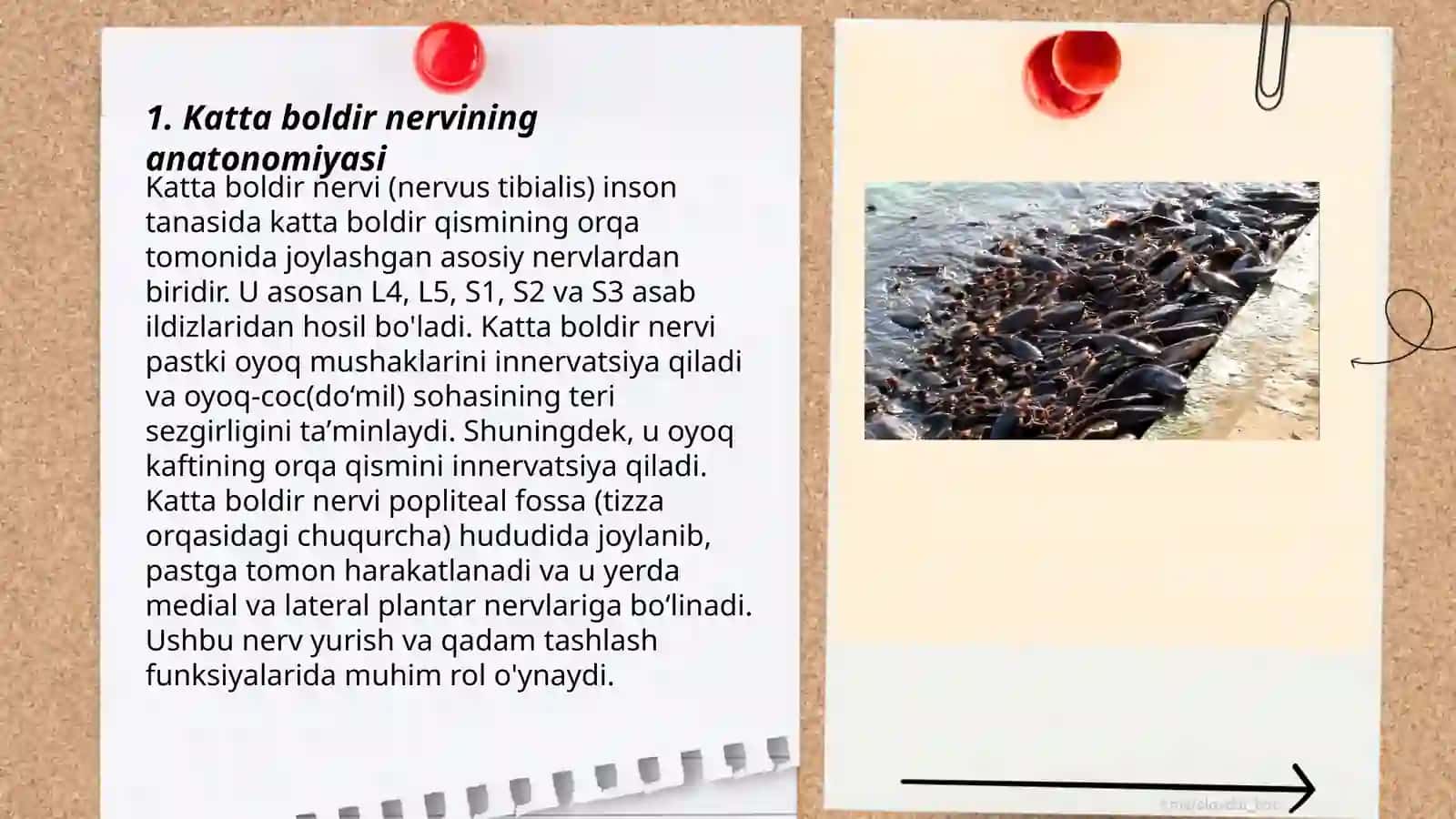 Katta boldir nervi zararlanishi 3