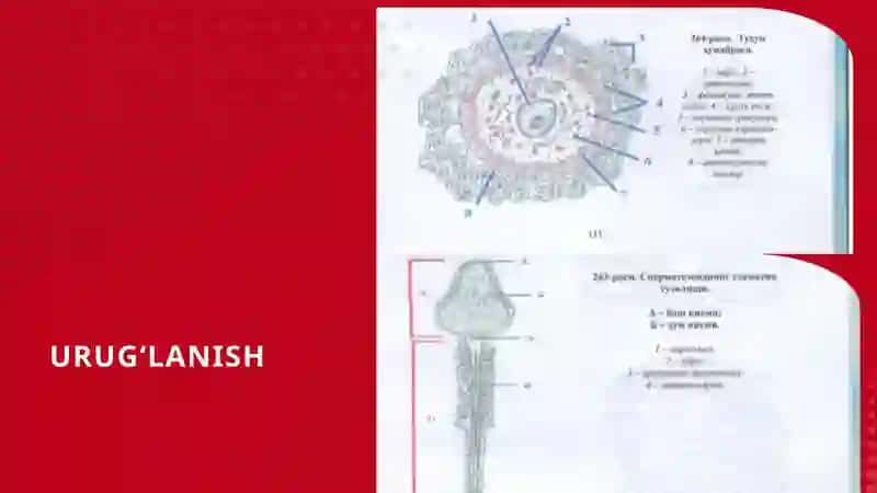 Odam embriologiyasi gistologiyasi 3