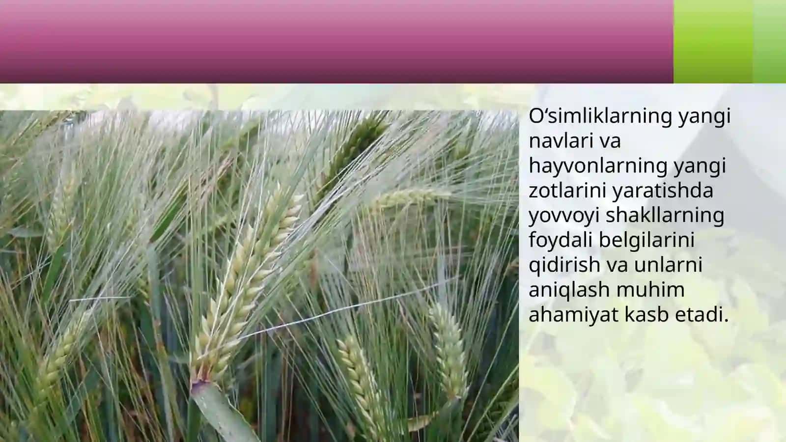 Madaniyo‘simliklarningkelibchiqishi 3