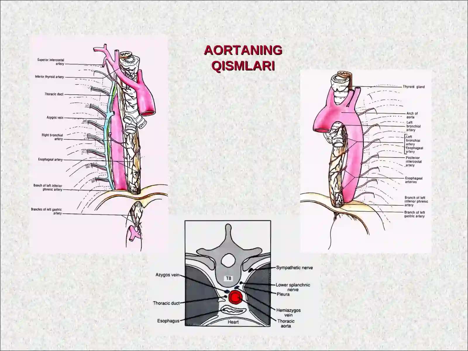 O’mrov osti arteriyasi 3