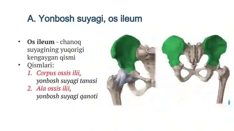 Chanoq suyagi va oyoq erkin suyaklari 3