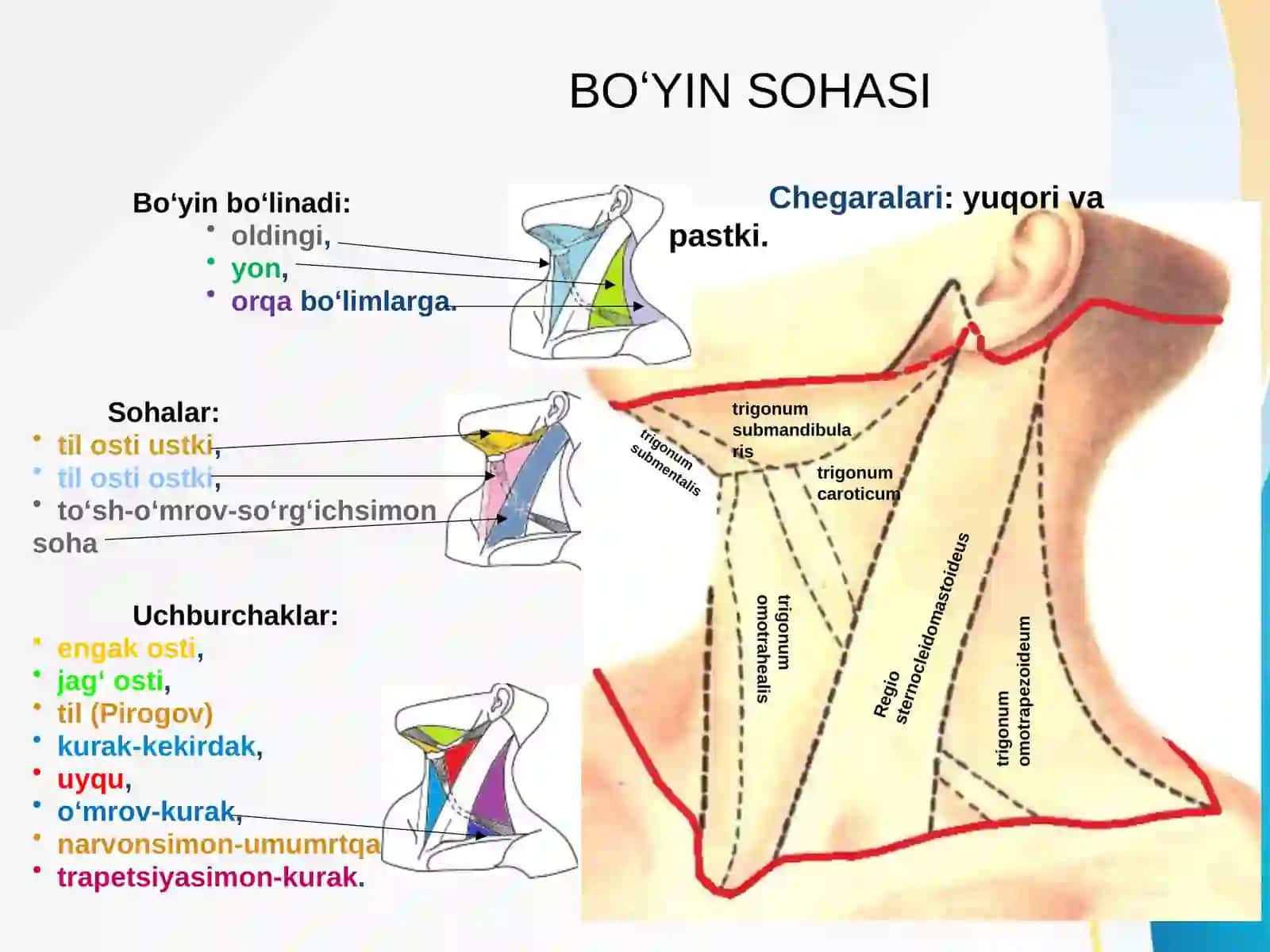 Bo’yin sohasi klinika anatomiyasi 3