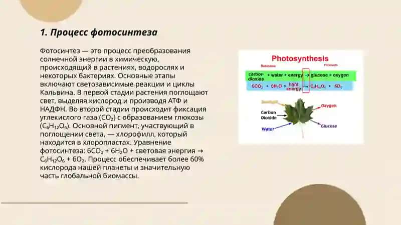 Фотосинтез 3