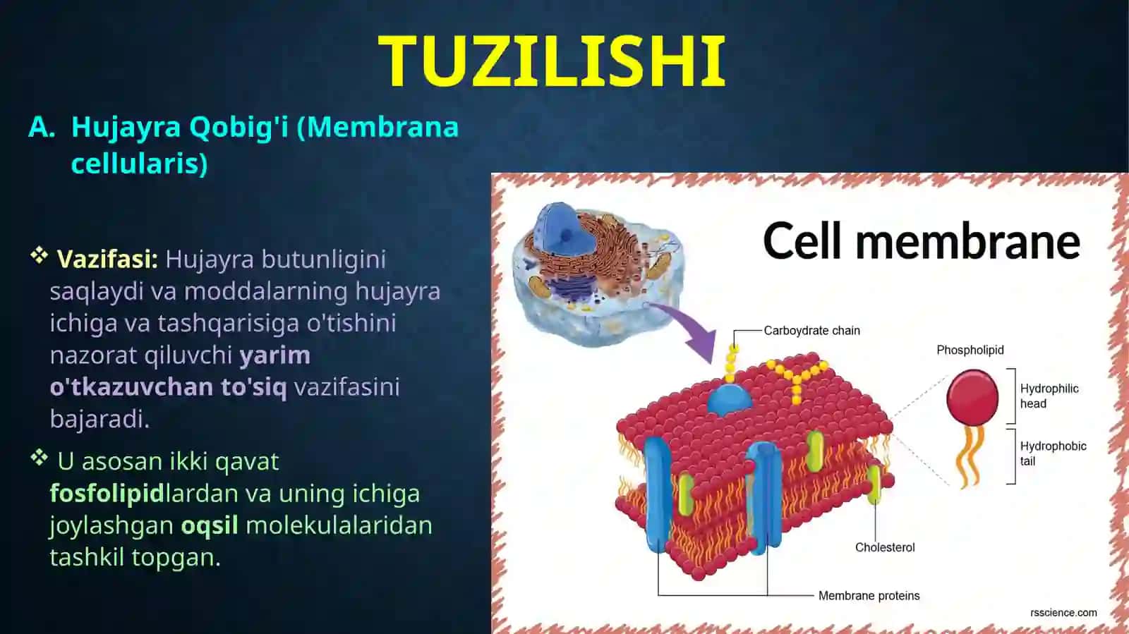 Hujayrahaqidata’limot 3