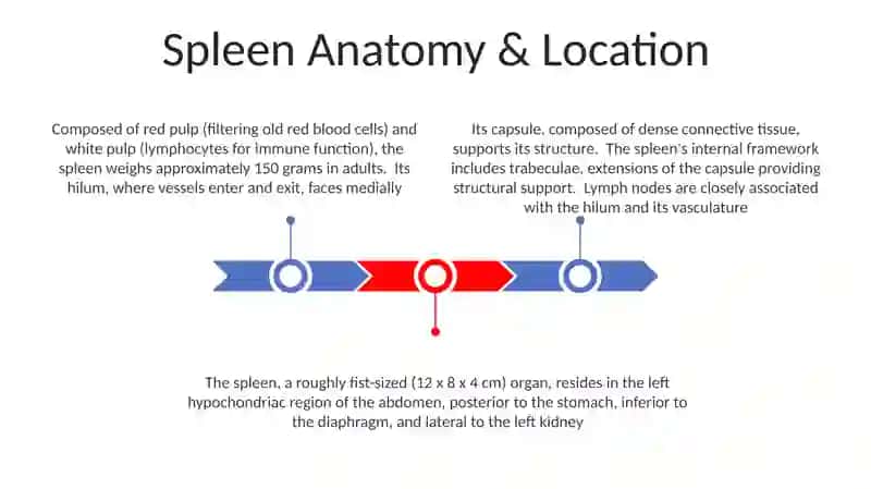 Spleen organ 3