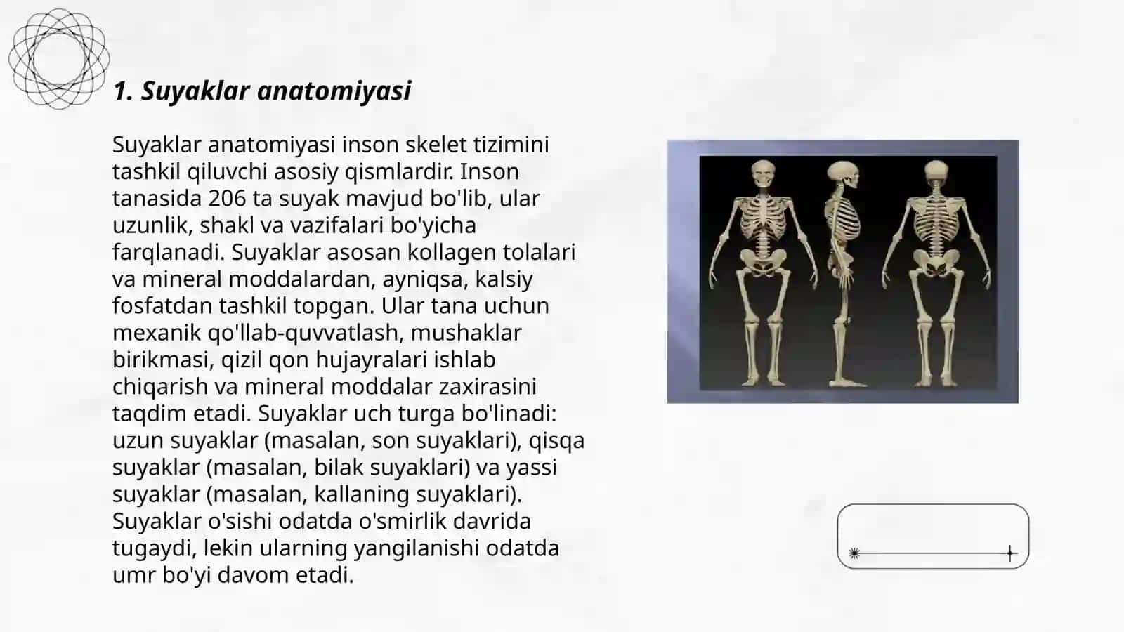 Osteologiya 3