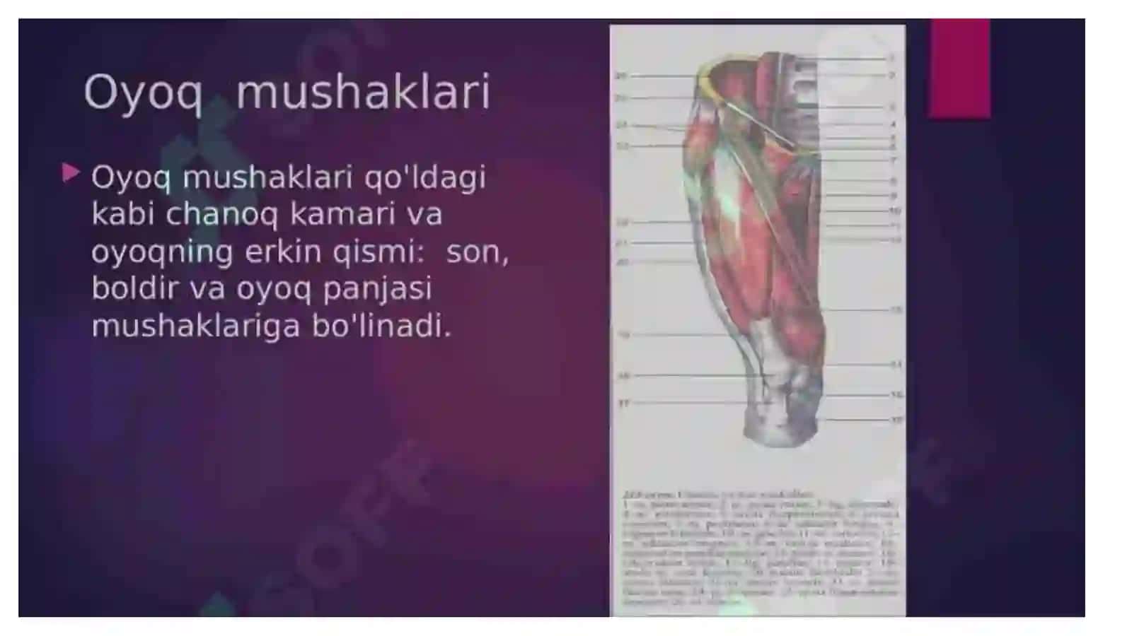 Oyoq mushaklarini vazifalari 3