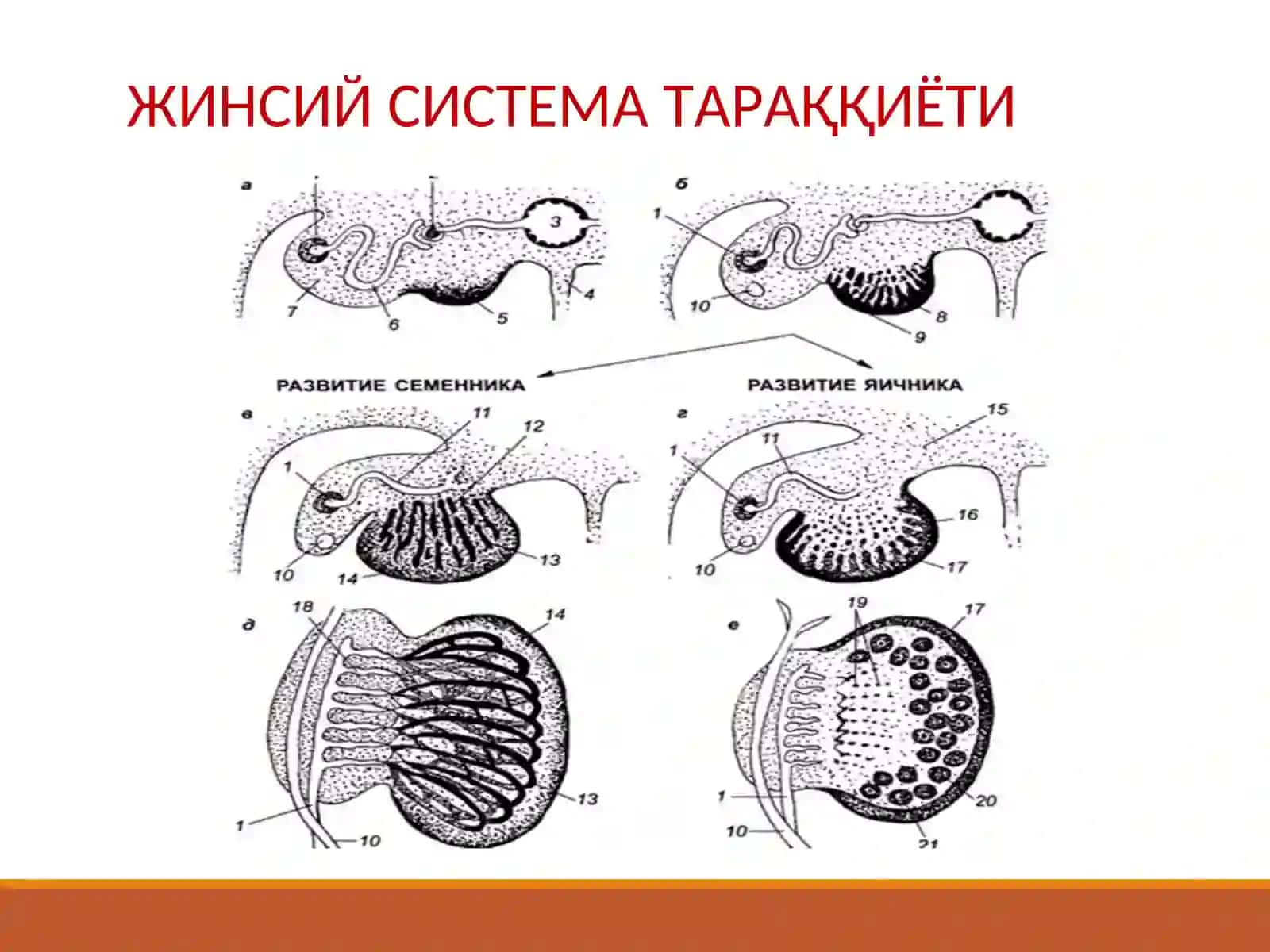 АЁЛЛАР ЖИНСИЙ СИСТЕМАСИ 3