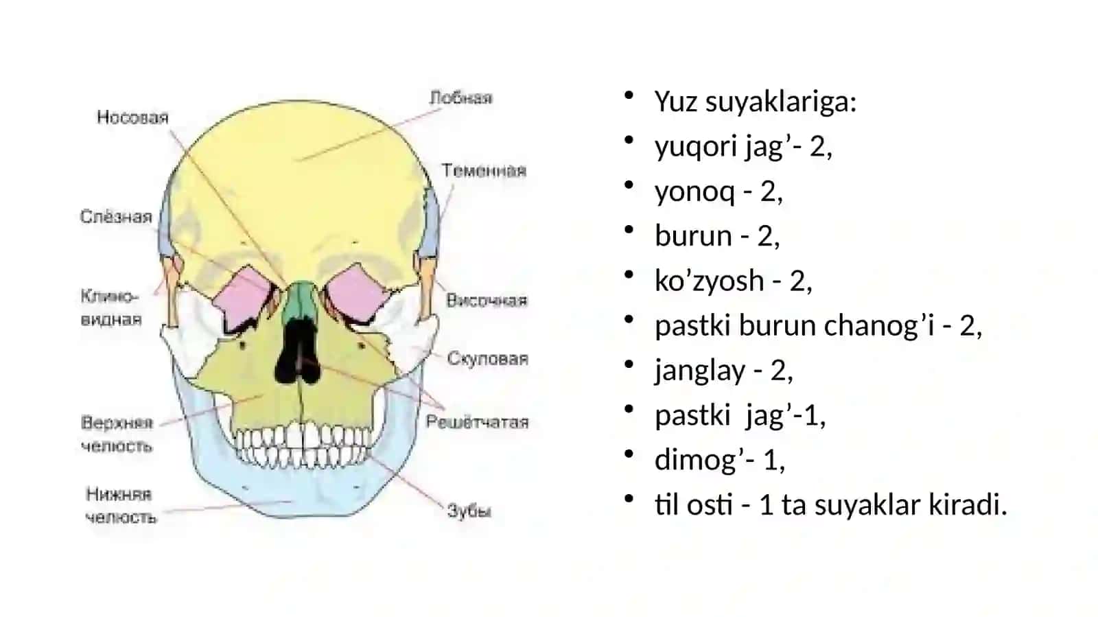 Yuzsuyaklari 3