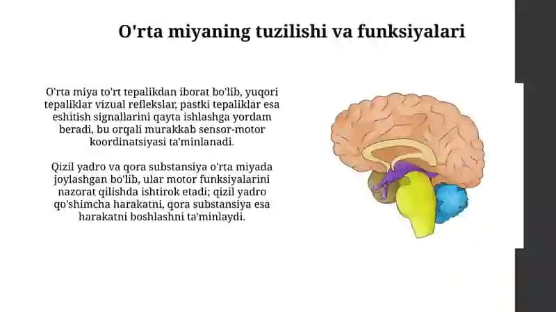 O'rta miya, diencephalon, qobiq va bazal gangliylar 3