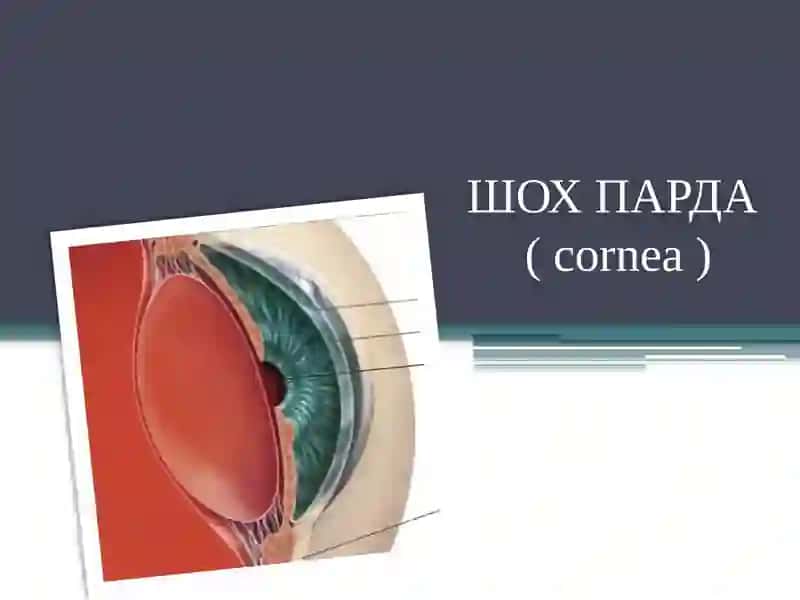 Шох парда (cornea) 3