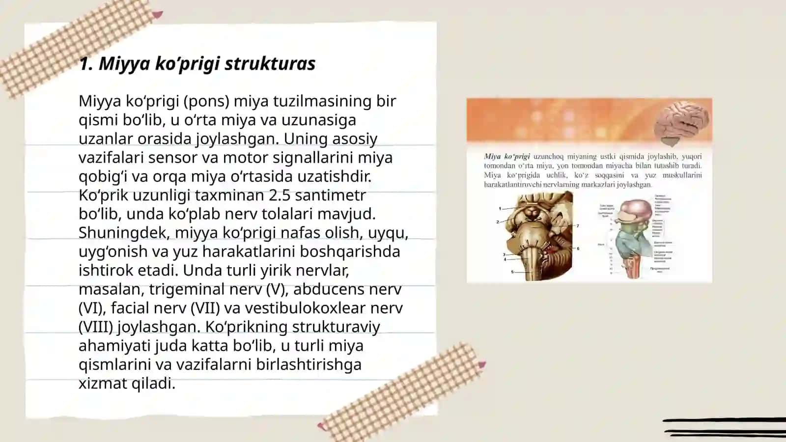 Miyya ko’prigi 3