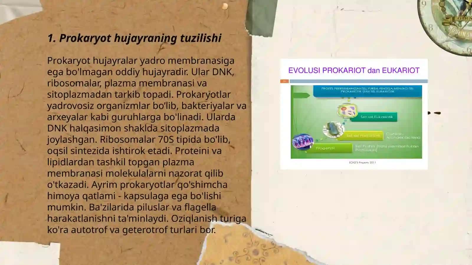 Prokariot hujayralar 3