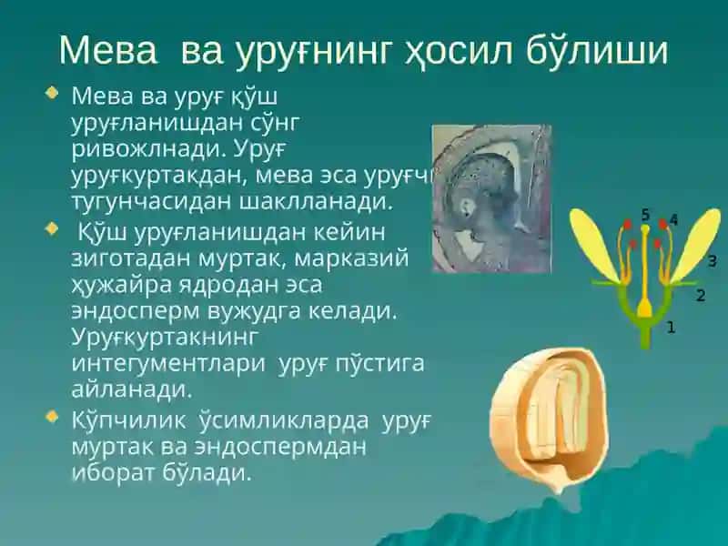 Уруғва мева 3