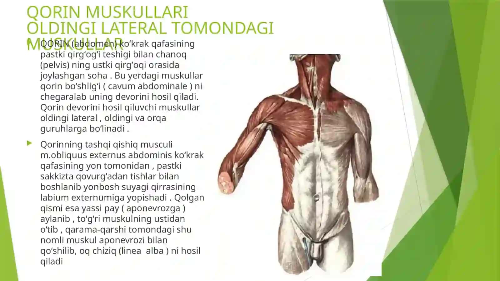 QORIN MUSKULLARI 3