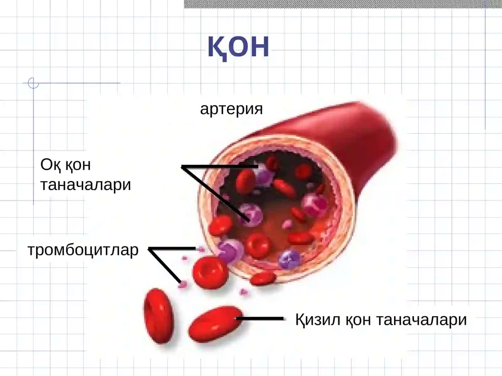 Ички муҳит тўқимаси.Қон 3