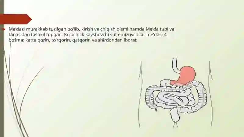 Me’da ichak nayining endokrin hujayralari 3