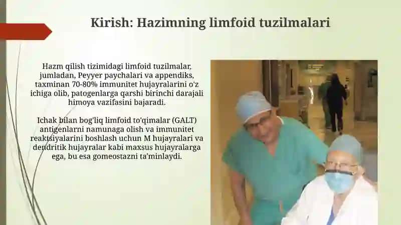 Hazim nayining limfoid tuzilmalari 3