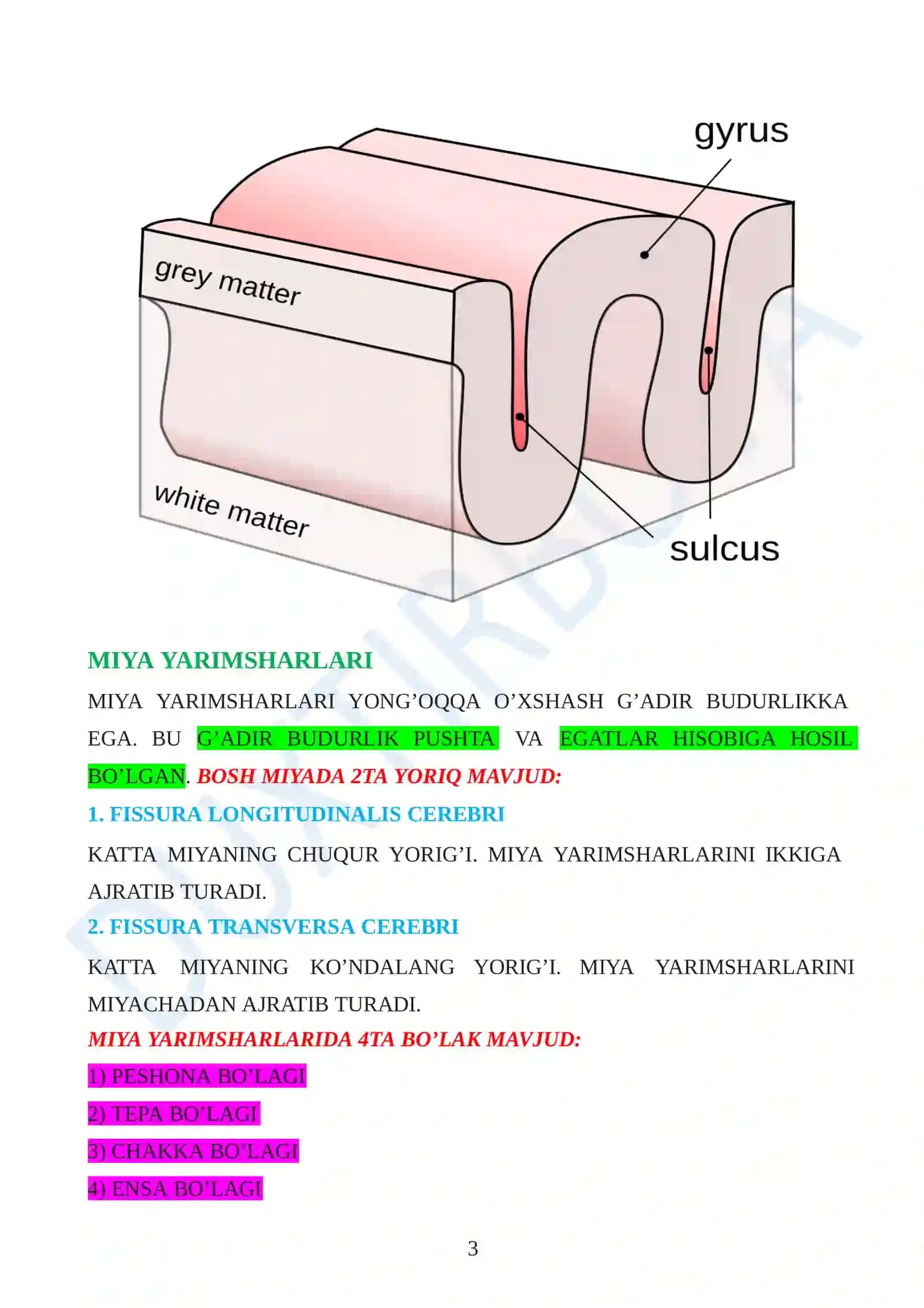 BOSHMIYA ANATOMIYASI 3