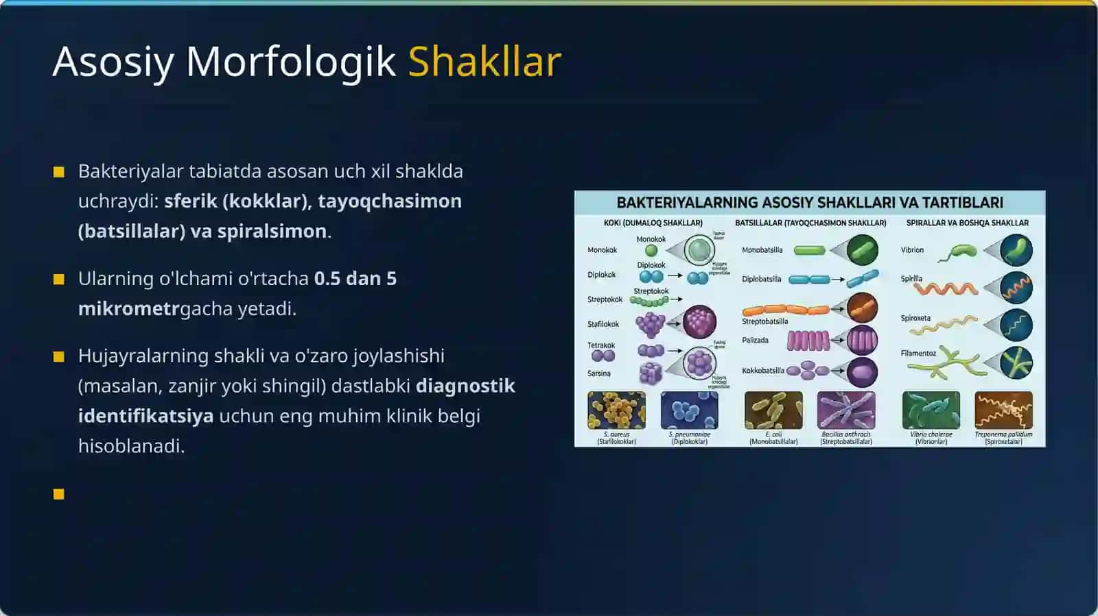 Mikroorganizmlar morfologiyasi va boʻysh usullari 3