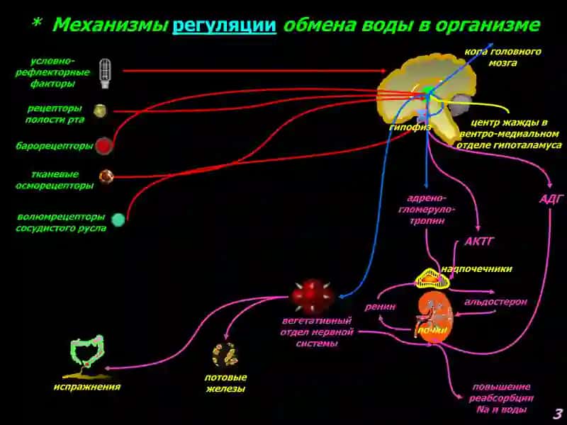 Патофизиология водно-солевого обмена 3