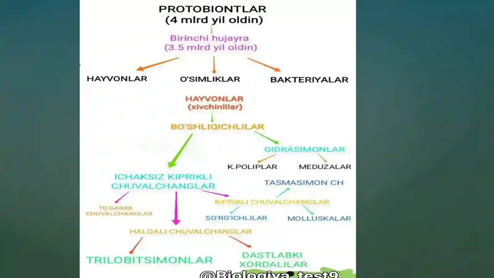 Hayvonlar filogenezi 3