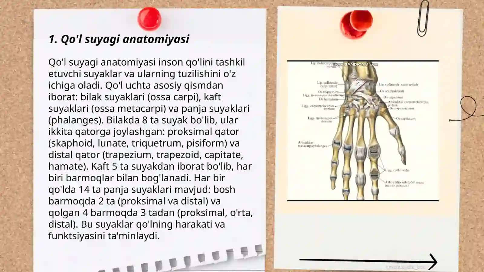 Qo'l suyaklari 3