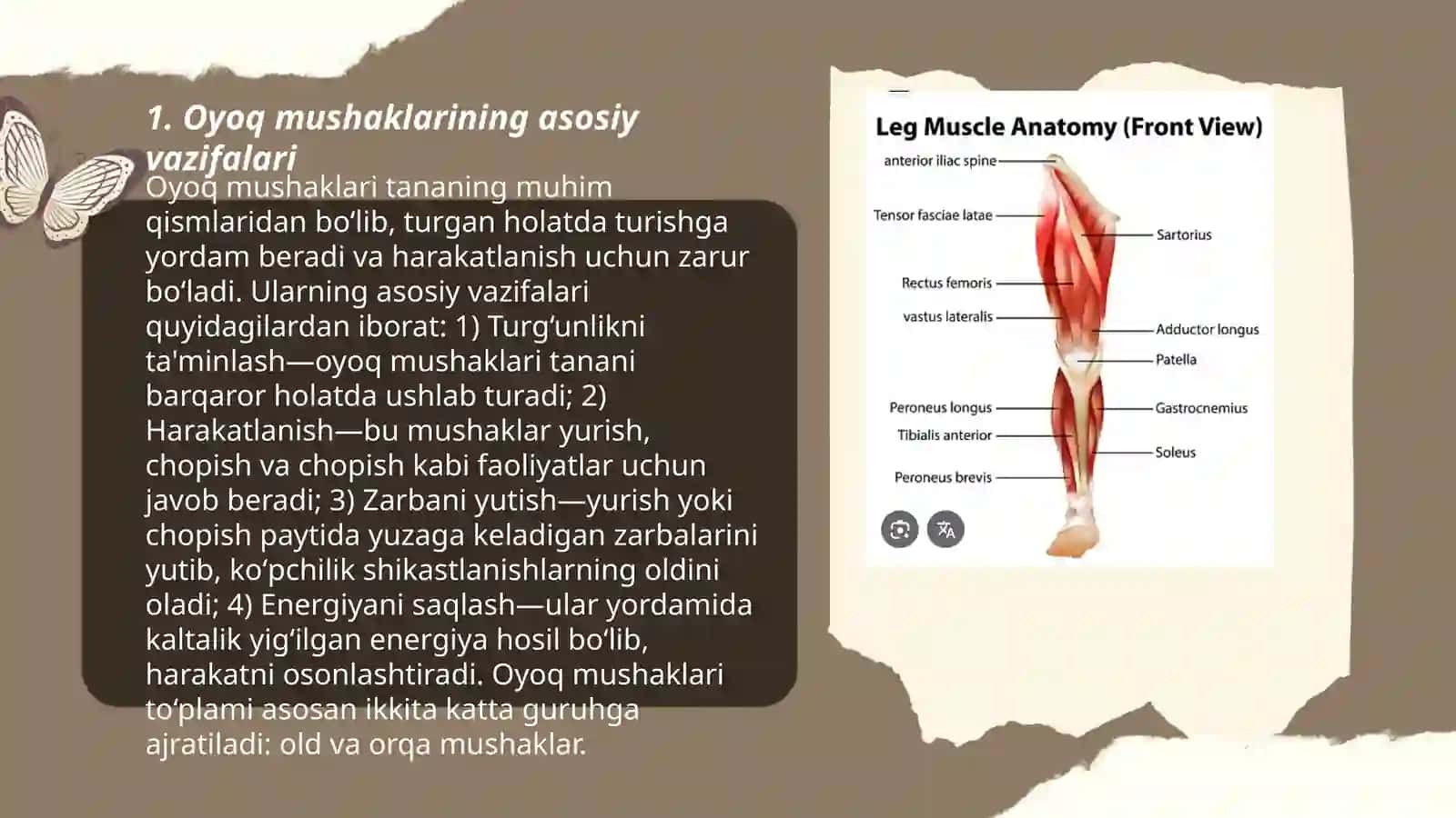 Oyoq muskullarining tuzilishi 3
