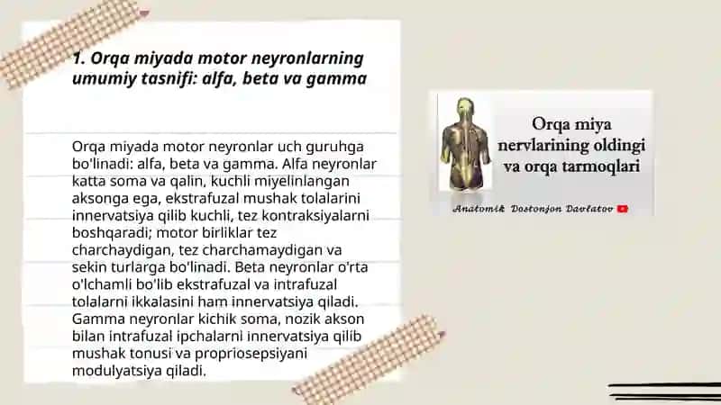 Orqa miyada motor neyronlarning turlari 3