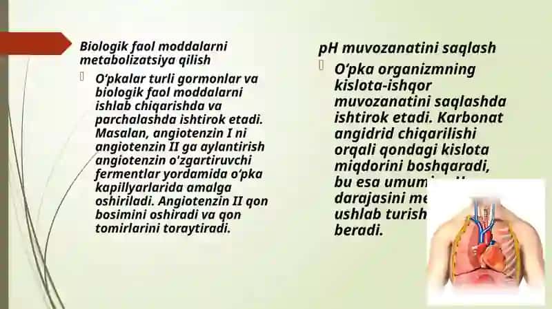 Oʻpkaning metabolizm funksiyalari 3