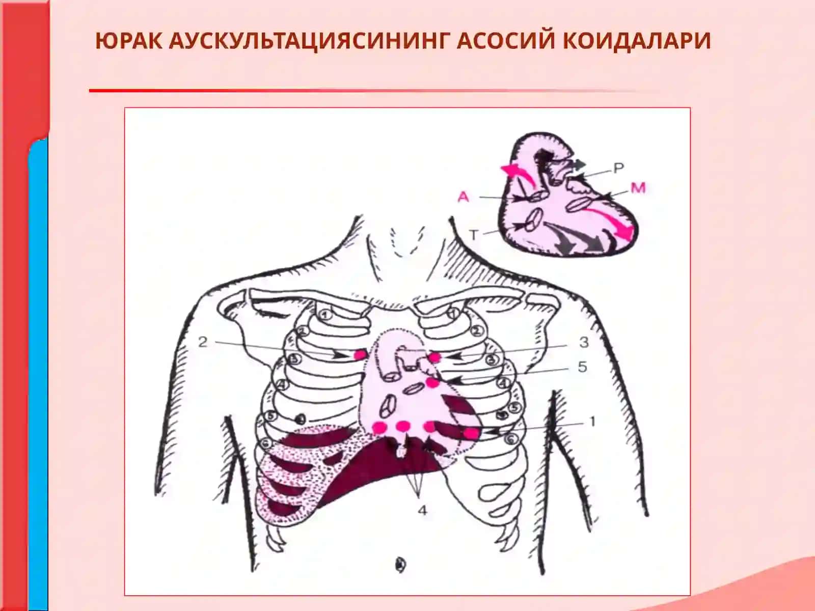 ЮРАК АУСКУЛЬТАЦИЯСИНИНГ АСОСИЙ КОИДАЛАРИ 3