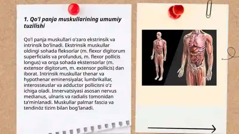 Qoʼl panja muskullari anatomiyasi 3