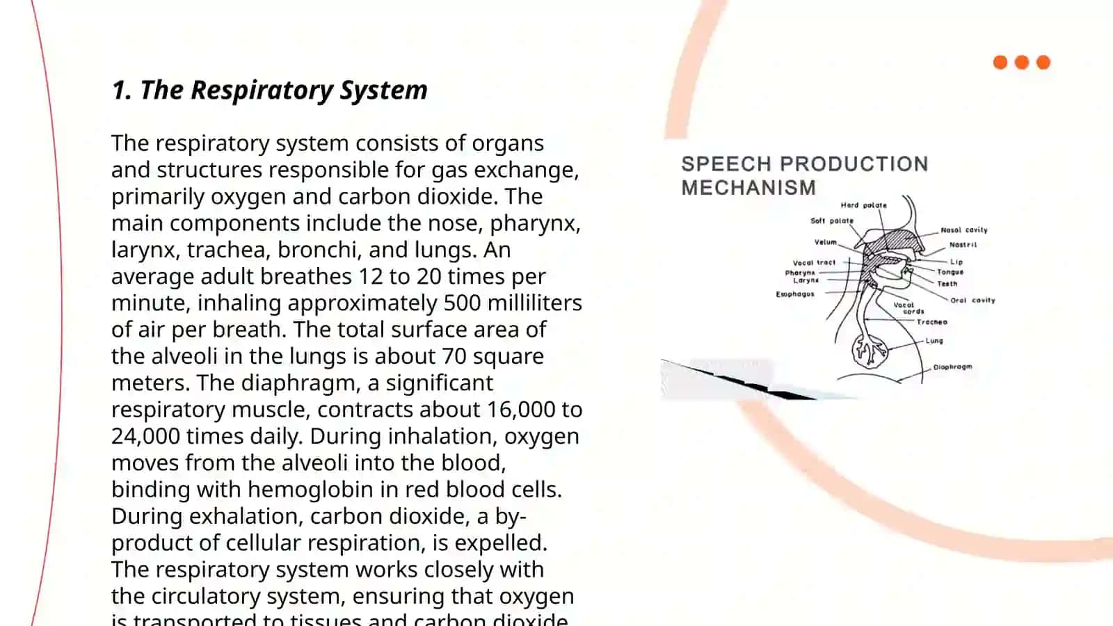 The Organs of Speech 3