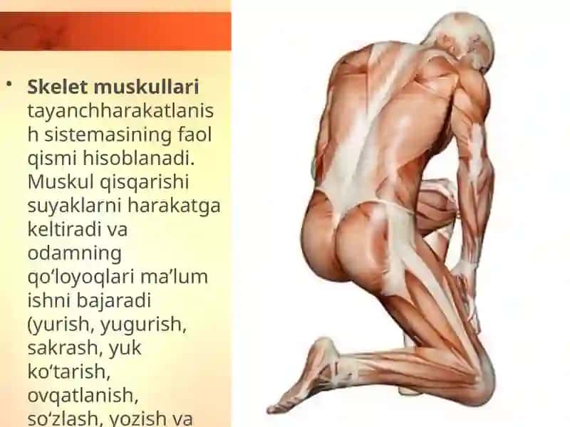 Muskullar va ularning funksiyasi 3
