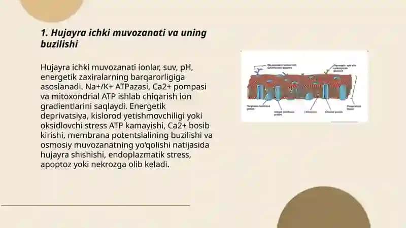 Hujayra patofiziologiyasi 3
