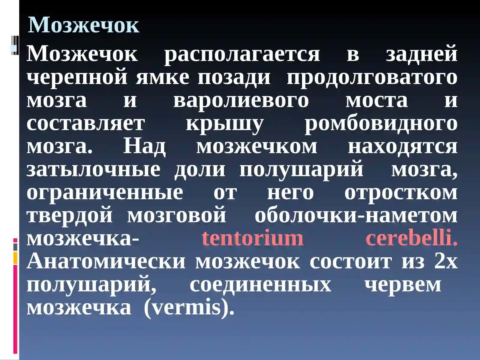 Мозжечок 3