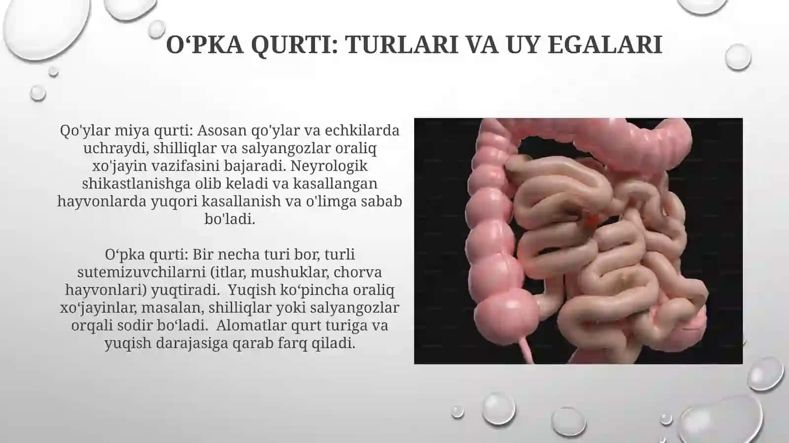 Oʻpka qurti: turlari va uy egalari 3