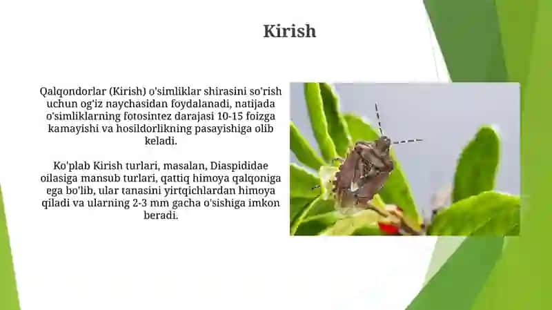 Hemiptera turkumi 3