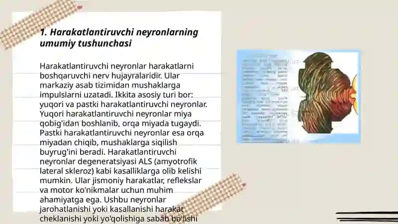 Harakatlantiruvchi neyronlarning turlari 3