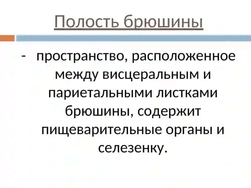 ТОПОГРАФИЧЕСКАЯ АНАТОМИЯ ЖИВОТА 3