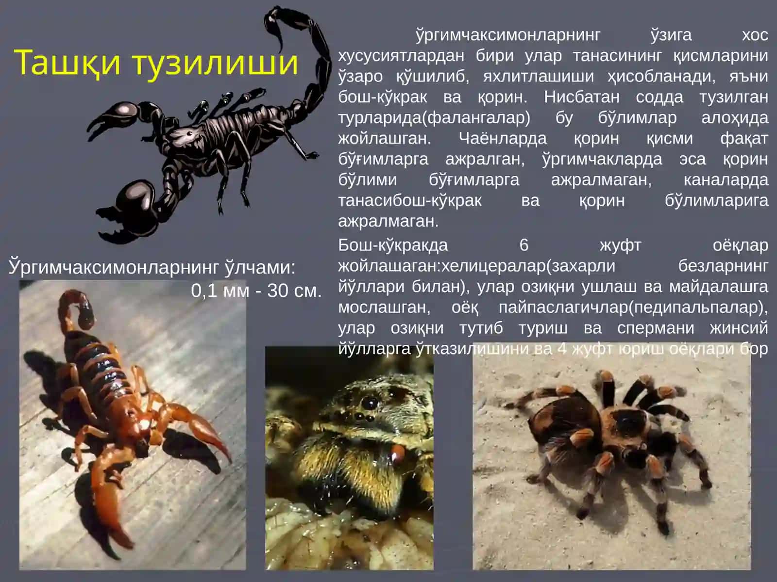 Тиббий Арахноэнтомология 3