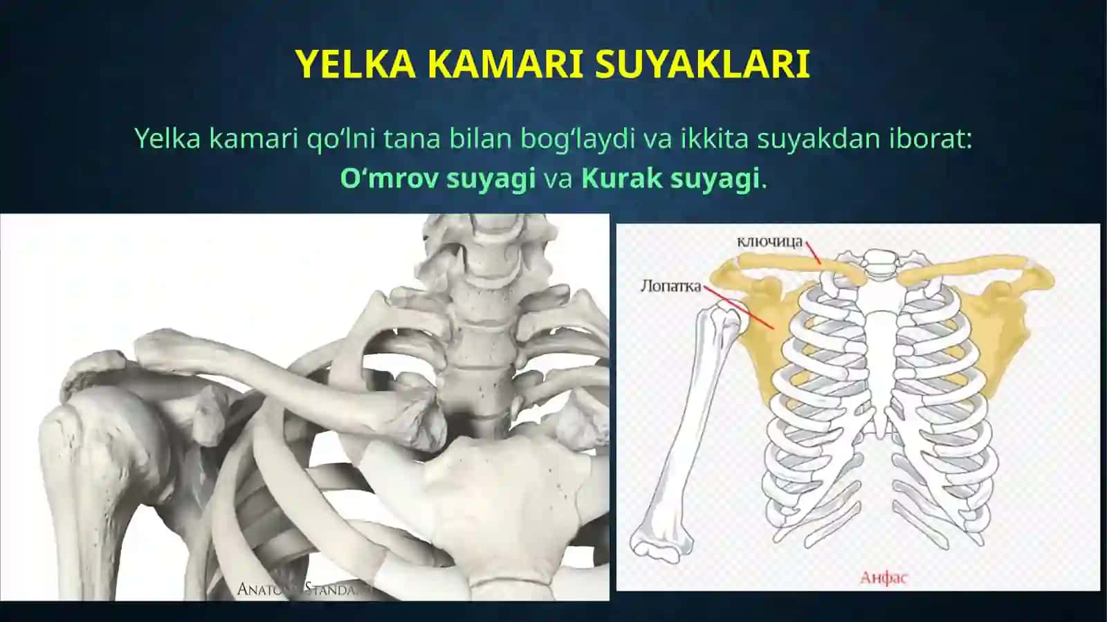 Qo’lsuyaklari 3