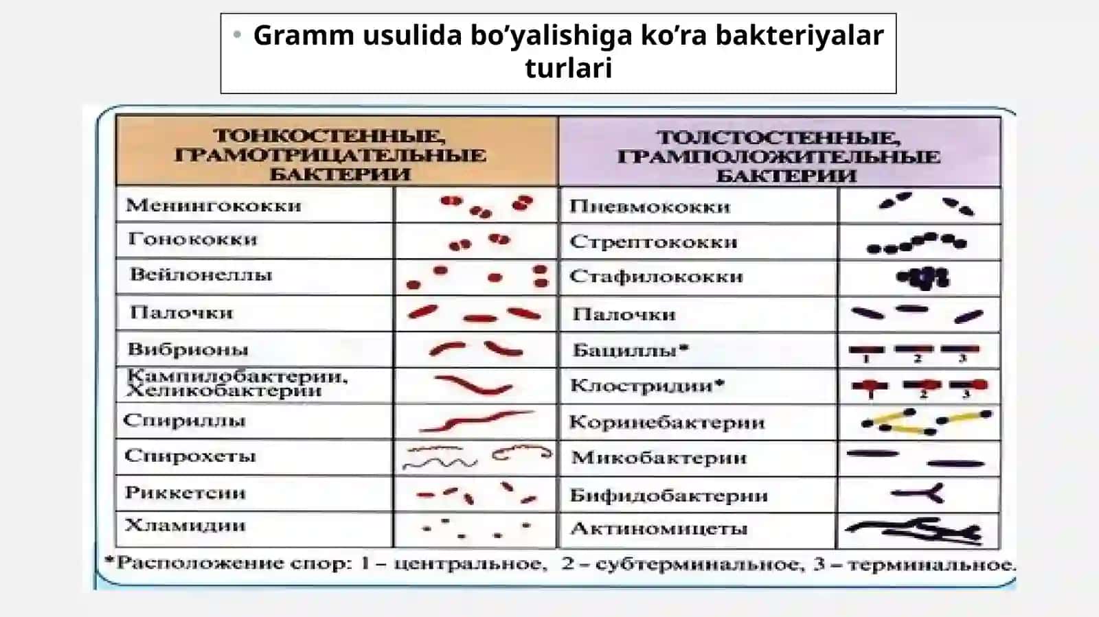Prokariotlarsistematikasi 3