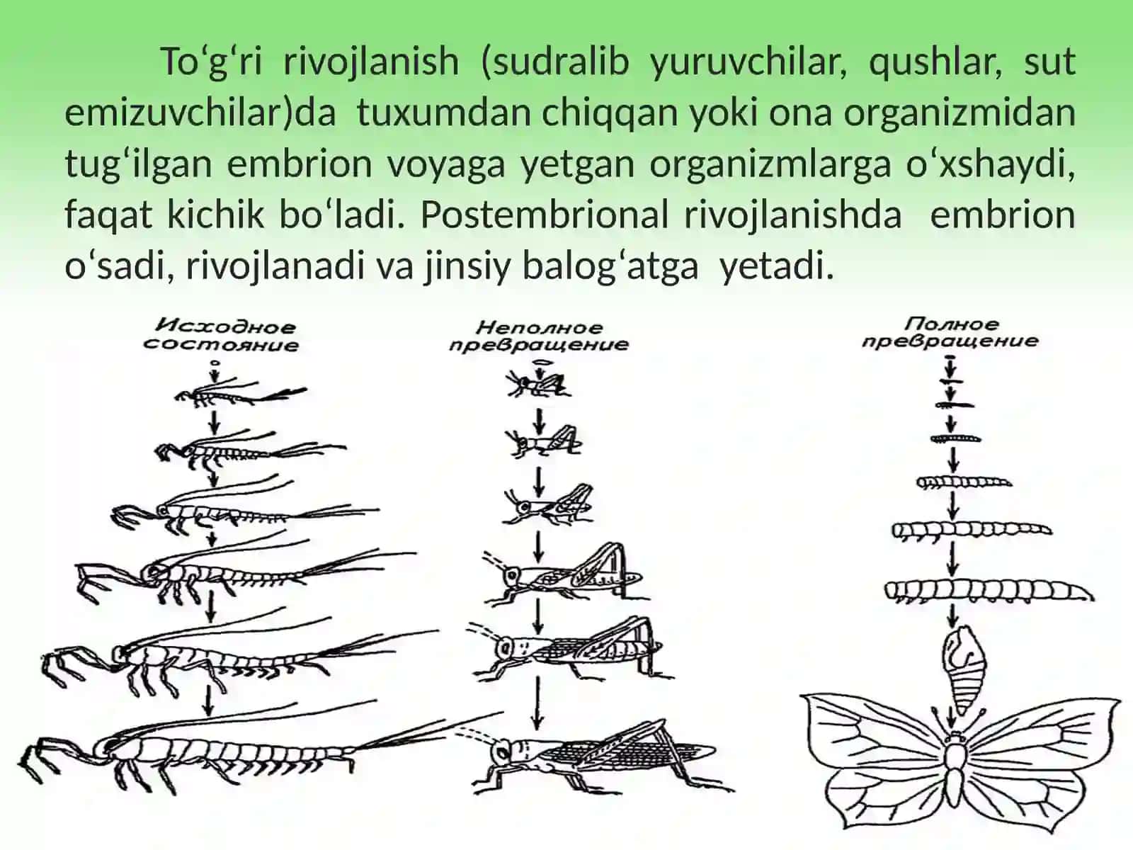 Postembrional rivojlanish 3