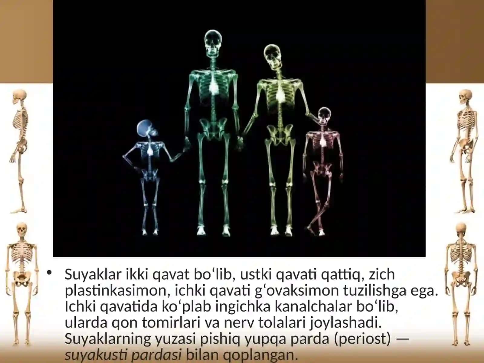 Suyaklarning tuzilishi va o’sishi 3